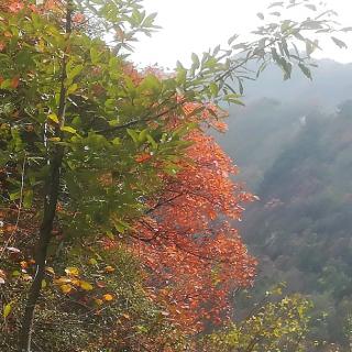 雨巷       作者：戴望舒