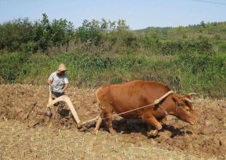 中国的牛——陆蠡
