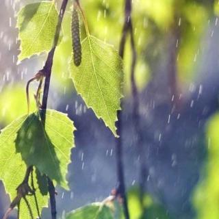 雨后遐想 朗诵 泉儿