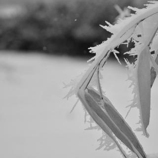 陶然亭的雪 | 俞平伯
