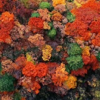 天边，那片燃烧的晚霞——仙台山红叶景观记