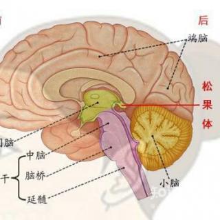 声波助眠，刺激松果体，感觉明显