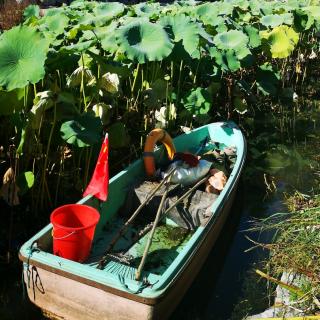 《银杏之恋》作者静水流深🦋朗诵一路同行