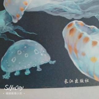 动物小百科水中精灵翻车鱼🐠