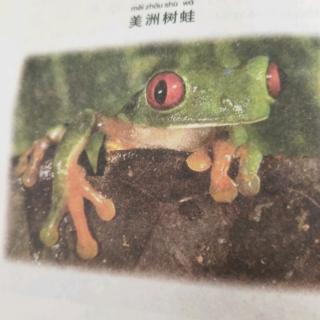 潘越25号《你认识树蛙吗》～2019年11月17日