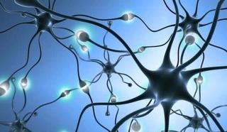大脑神经系统发展的三个关键词：神经元、突触、髓鞘
