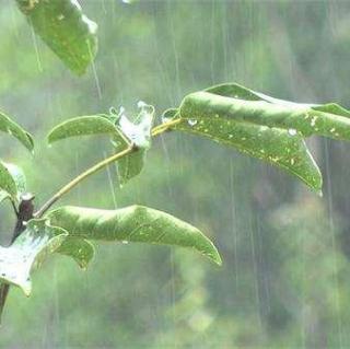 助眠/白噪音 - 雨滴树叶