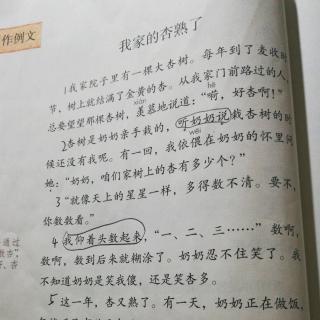 我家的杏熟了