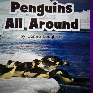 Penguins All Around