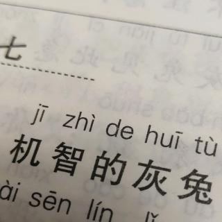 机智的灰兔