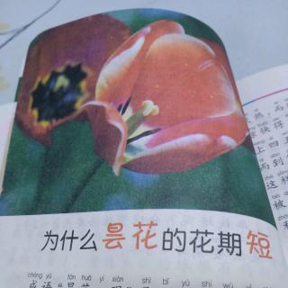 为什么昙花的花期短23号常家豪