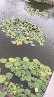 岁月煮雨