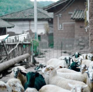 羊儿和羊圈-听剑波哥哥讲故事系列