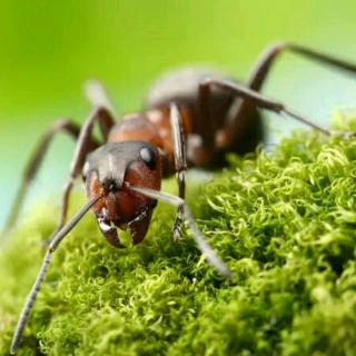 “蚂蚁闹东京”让日本政府直冒冷汗
