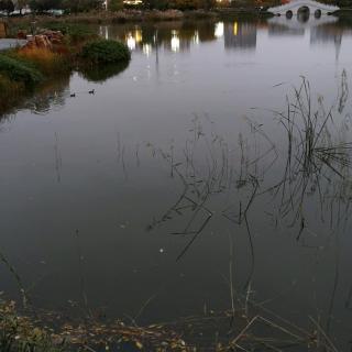 《我爱校园的一处风景》