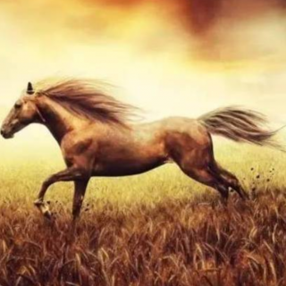 《一匹马的灵魂》