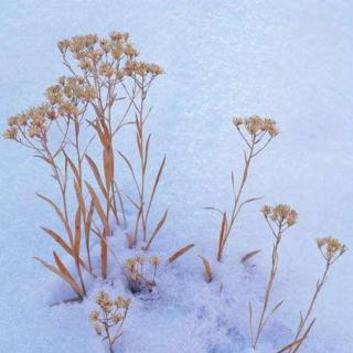 雪魂  作者：青山青