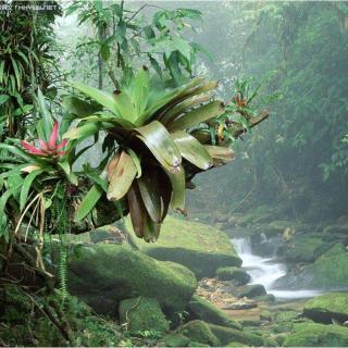 李林惠朗诵《大自然在说话之雨林》