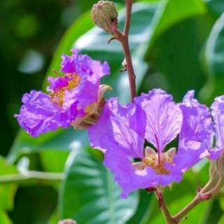 杜牧―《紫薇花》