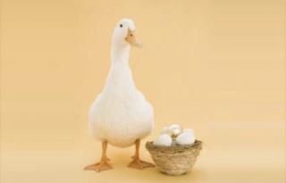 鸭妈妈找蛋