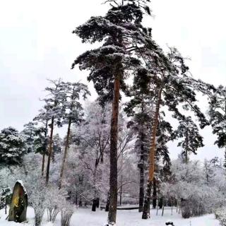 《冬日感怀》文/云逍遥 诵 雪花飘飘