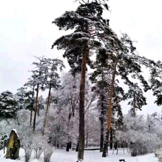 《十二月的雪》文/姬晓喃 诵/雪花飘飘