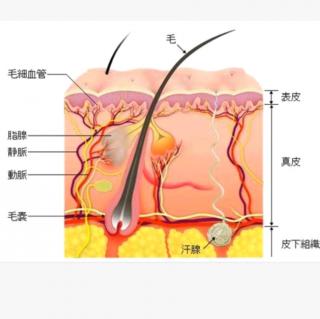 人体王国的“边防线”