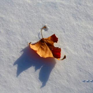 《等一场雪》作者～听雪  朗诵～静阳