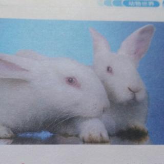 为什么兔子的眼睛有不同的颜色