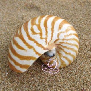睡安故事|美丽的鹦鹉螺🐚ฅฅ*