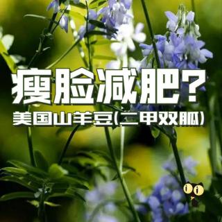 瘦脸减肥？美国山羊豆（二甲双胍）能吗？杜青峰