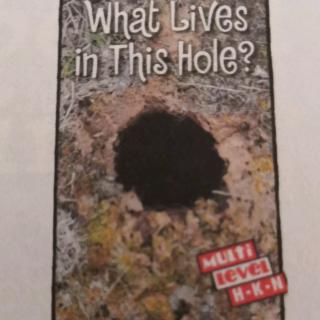 What Lives in This Hole?