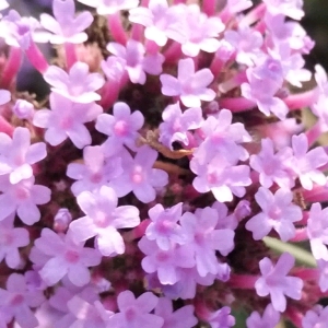 春天来了🌷校园里的柳树🌴