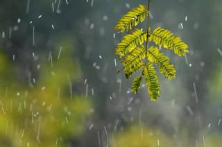 雨——刘半农