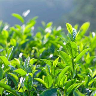绿茶提取物EGCG