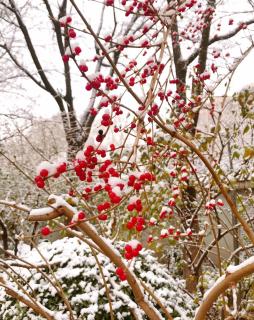 京城初雪 作者/诵读：月光