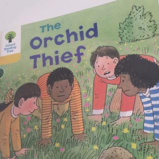 The orchid thief5