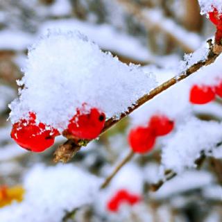 诵读经典《雪》鲁迅