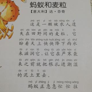 蚂蚁和麦粒