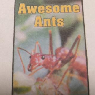 Awesome Ants