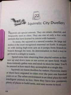 9-22 Squirrels：City Dwellers