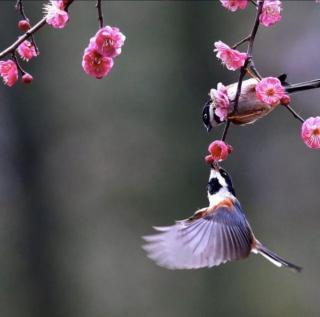 生命，是一树花开