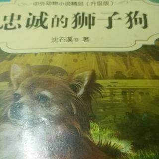 忠诚的狮子狗🐶