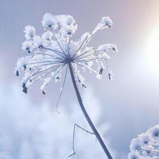 《小雪》——作者：付志勇，诵读：宁静