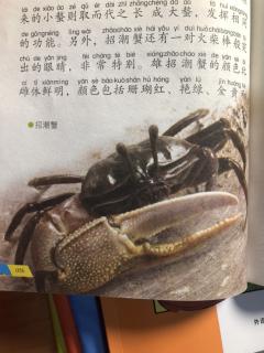 海洋节肢动物：蟹、招潮蟹