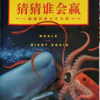 猜猜谁会赢之《鲸鱼🐳对战大王乌贼🦑》