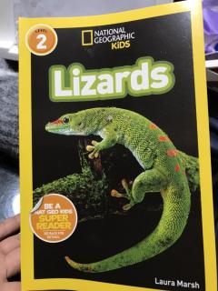 12/5 Yoyo 24 Lizards day3