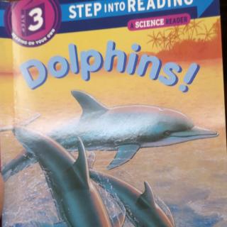 Dolphins by Darcy