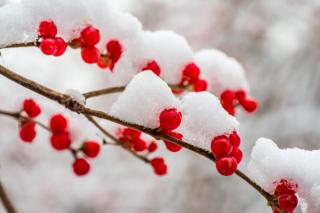 大雪节气：大雪瑞丰年，寒冬暖人心  作者：未知 主播：月光