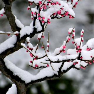 才有梅花便不同